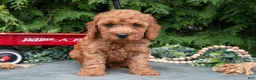 Miniature Poodle dogs for sale: Lorenzo - Ad 2
