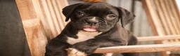 Boxer dogs for sale: Ford - Ad 5