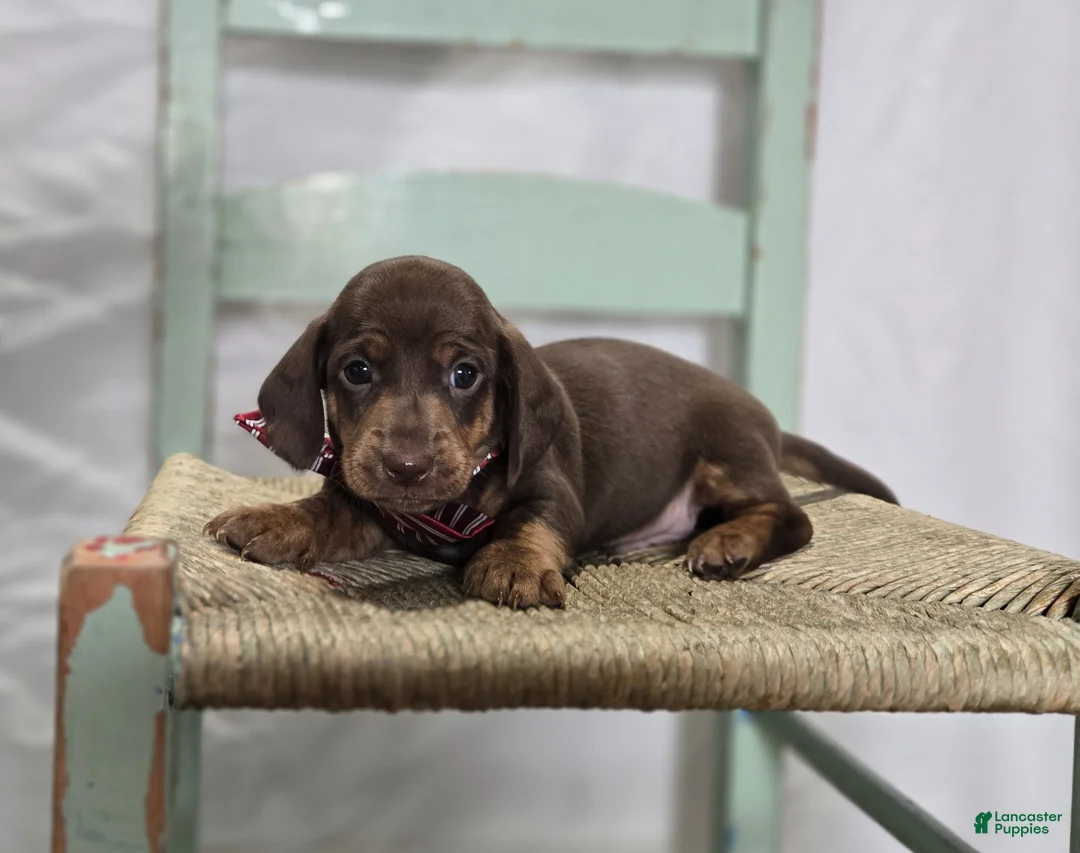 Miniature Dachshund dogs for sale: Andrew - Ad 5