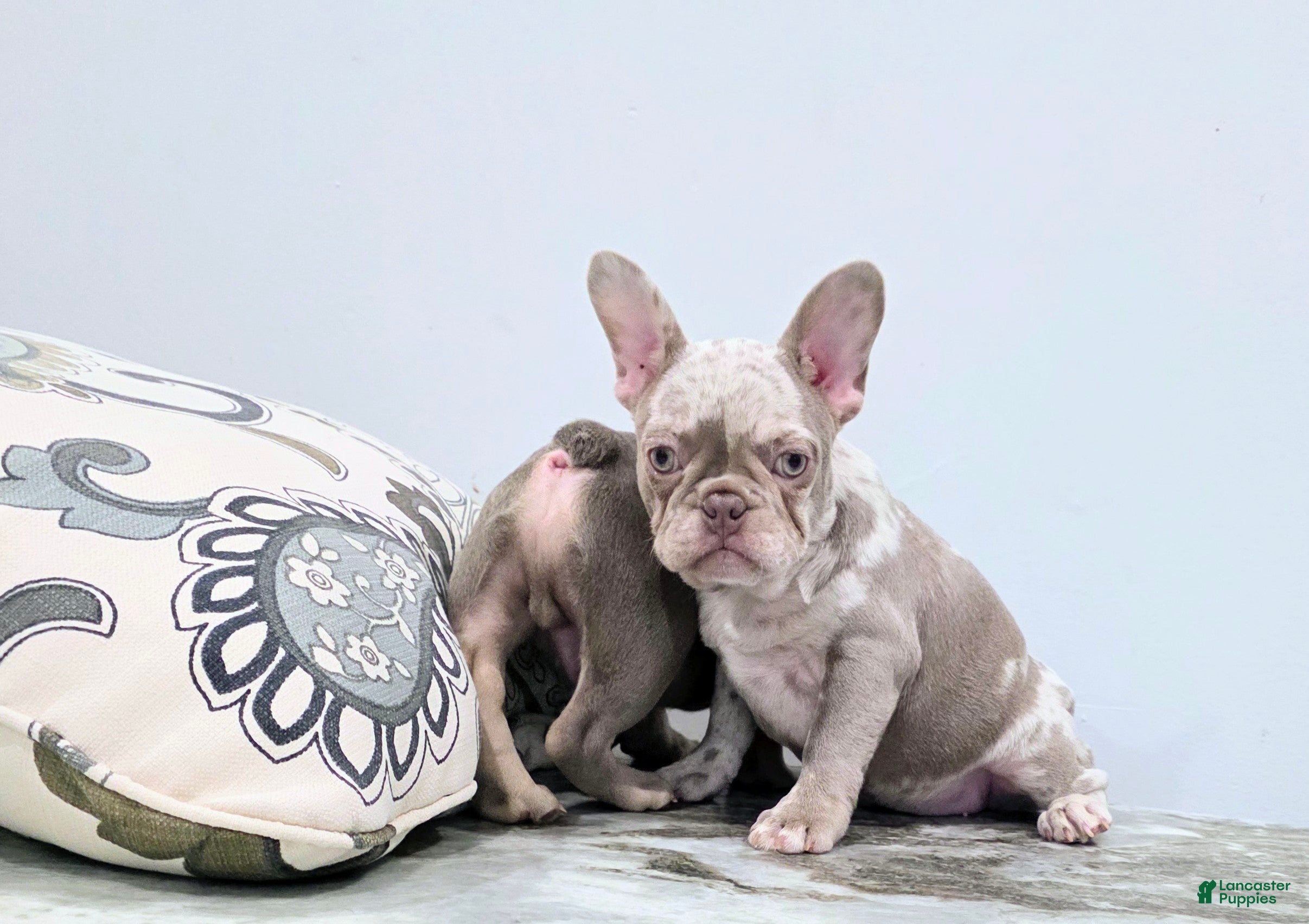 French Bulldog dogs Sandi - Ad 1