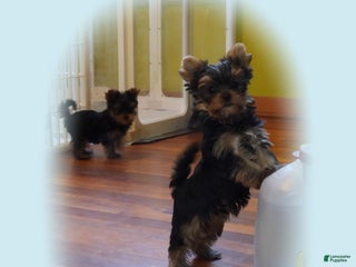 Yorkshire Terrier dogs Micro boy - Ad 14