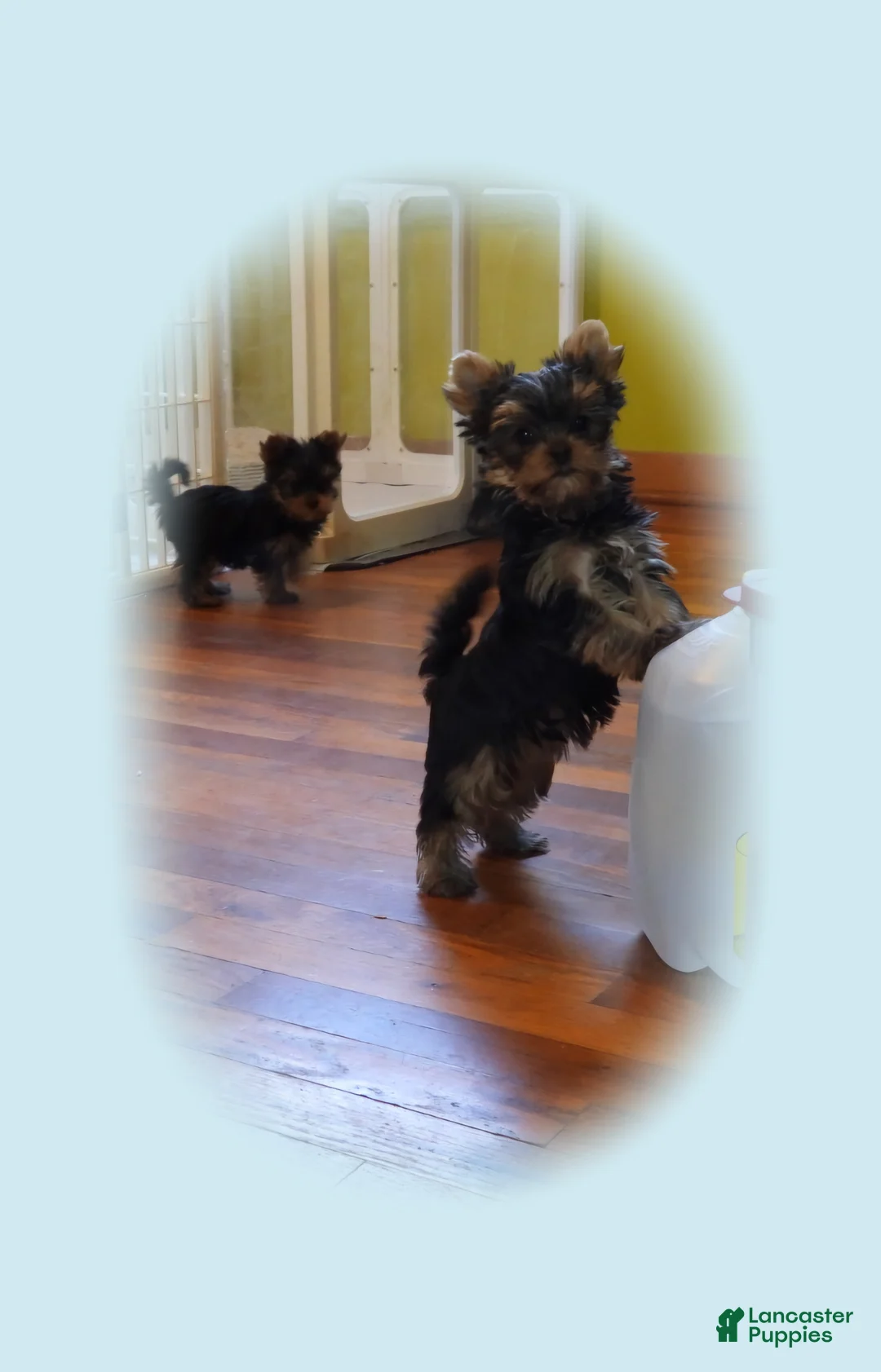 Yorkshire Terrier dogs for sale: Micro boy - Ad 6