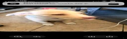 Labrador Retriever dogs for sale: Labrador Retriever 1 - Ad 4