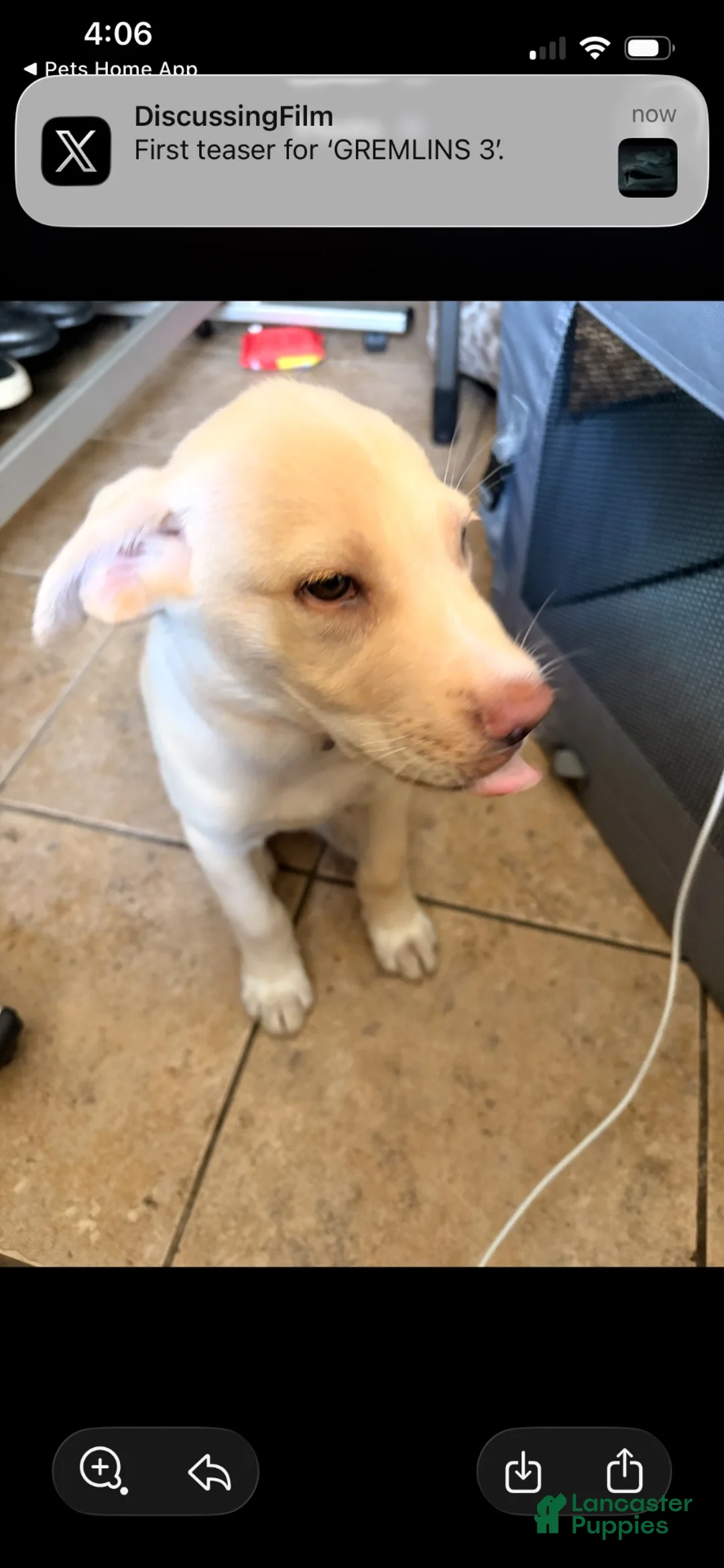 Labrador Retriever dogs for sale: Labrador Retriever 1 - Ad 4