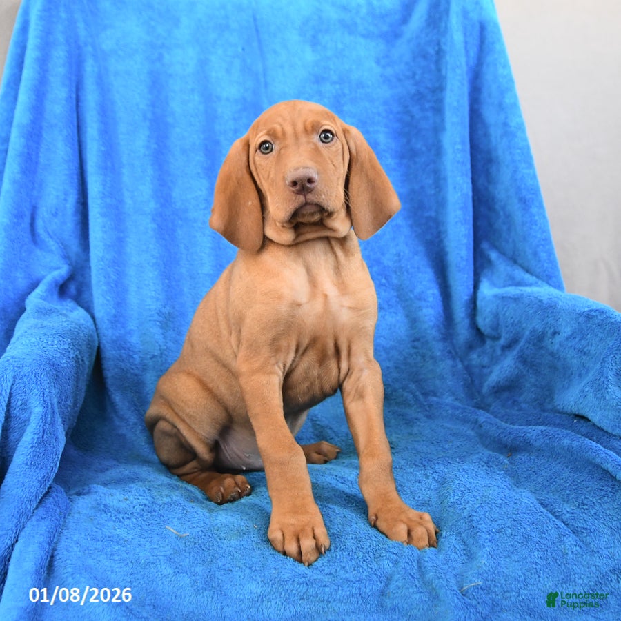 Vizsla dogs Skipper - Ad 2