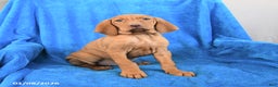 Vizsla dogs for sale: Skipper - Ad 3