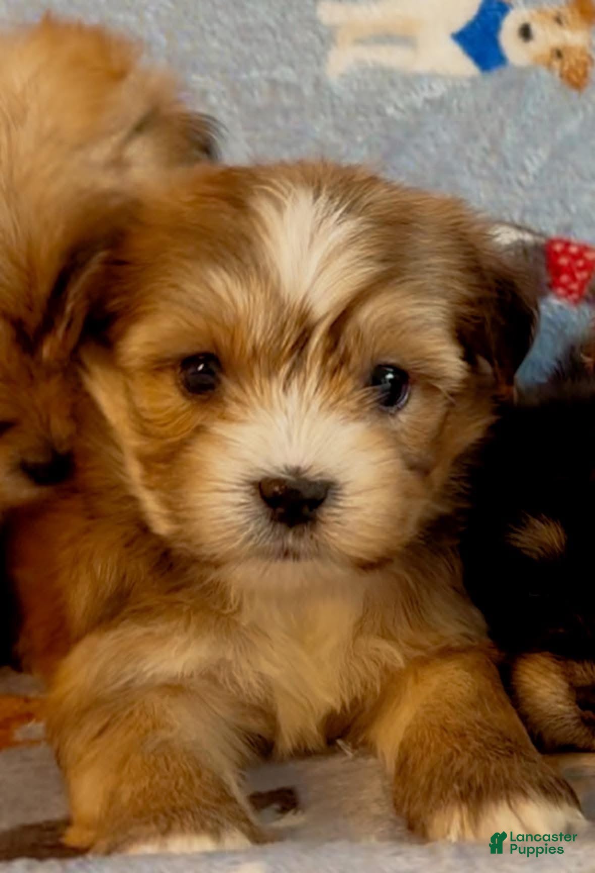 Shorkie dogs Shorkie 2 - Ad 1