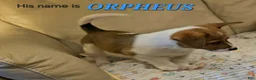 Mixed Breed dogs for sale: Orpheus - Ad 18