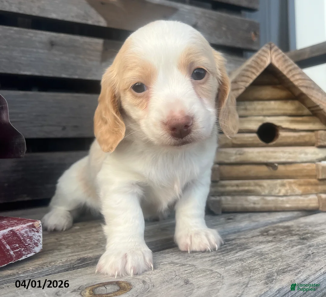Miniature Dachshund dogs for sale: Molly - Ad 4