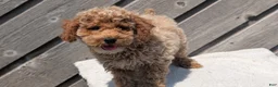 Miniature Poodle dogs for sale: Roscoe - Ad 9