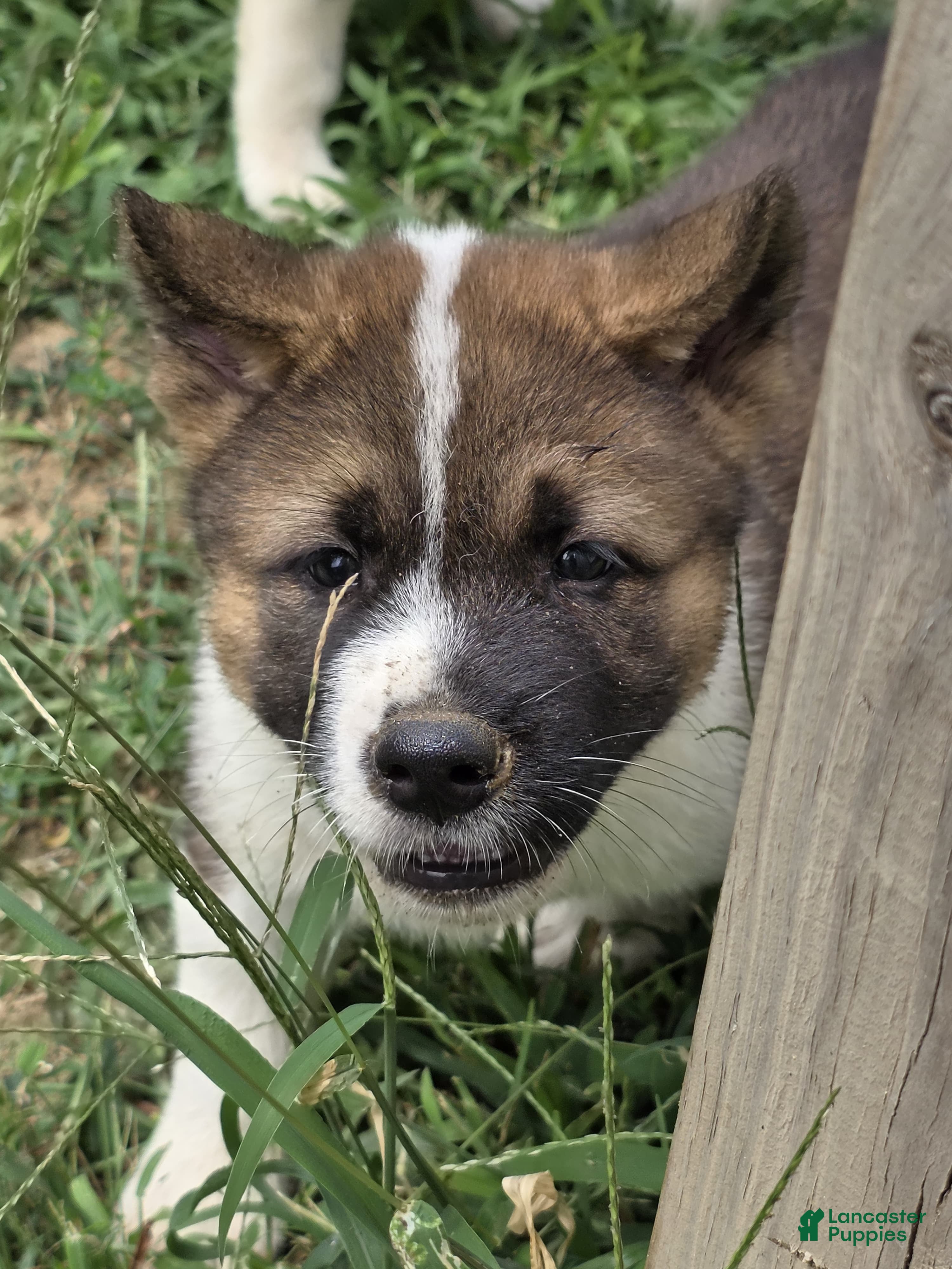 Akita dogs Leo  - Ad 1