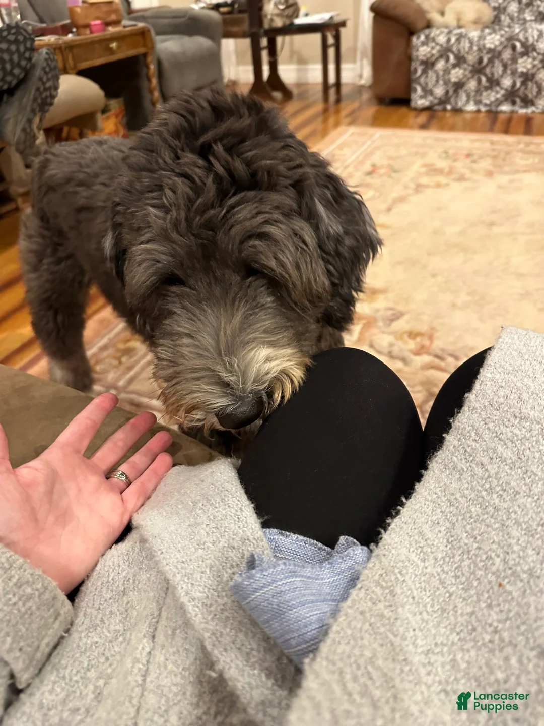 Mixed Breed dogs for sale: Female # 5 English  Shepherd Doodle  - Ad 17