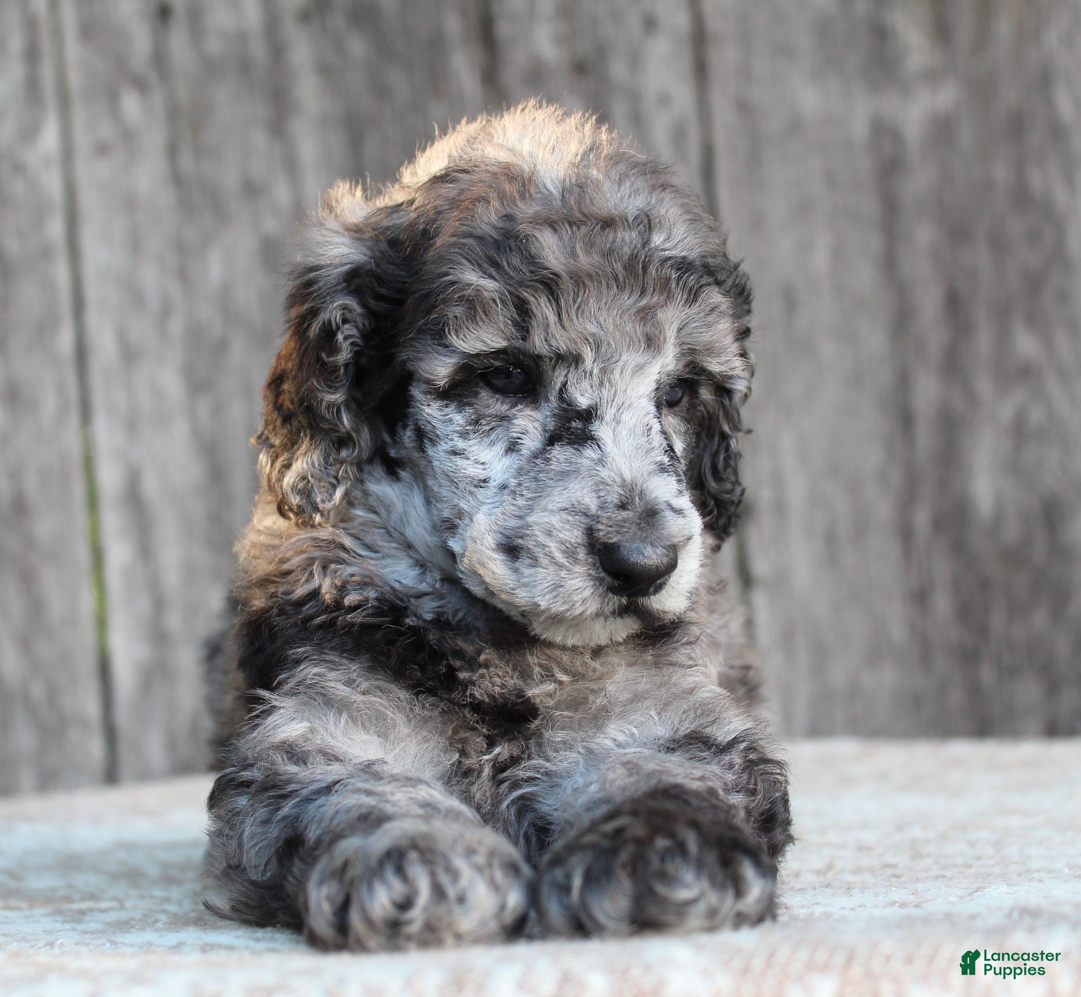 Standard Poodle dogs Ash AKC Standard Poodle - Ad 1