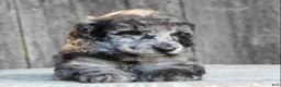 Standard Poodle dogs for sale: Ash AKC Standard Poodle - Ad 1