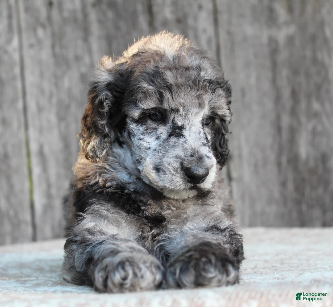 Standard Poodle dogs for sale: Ash AKC Standard Poodle - Ad 1