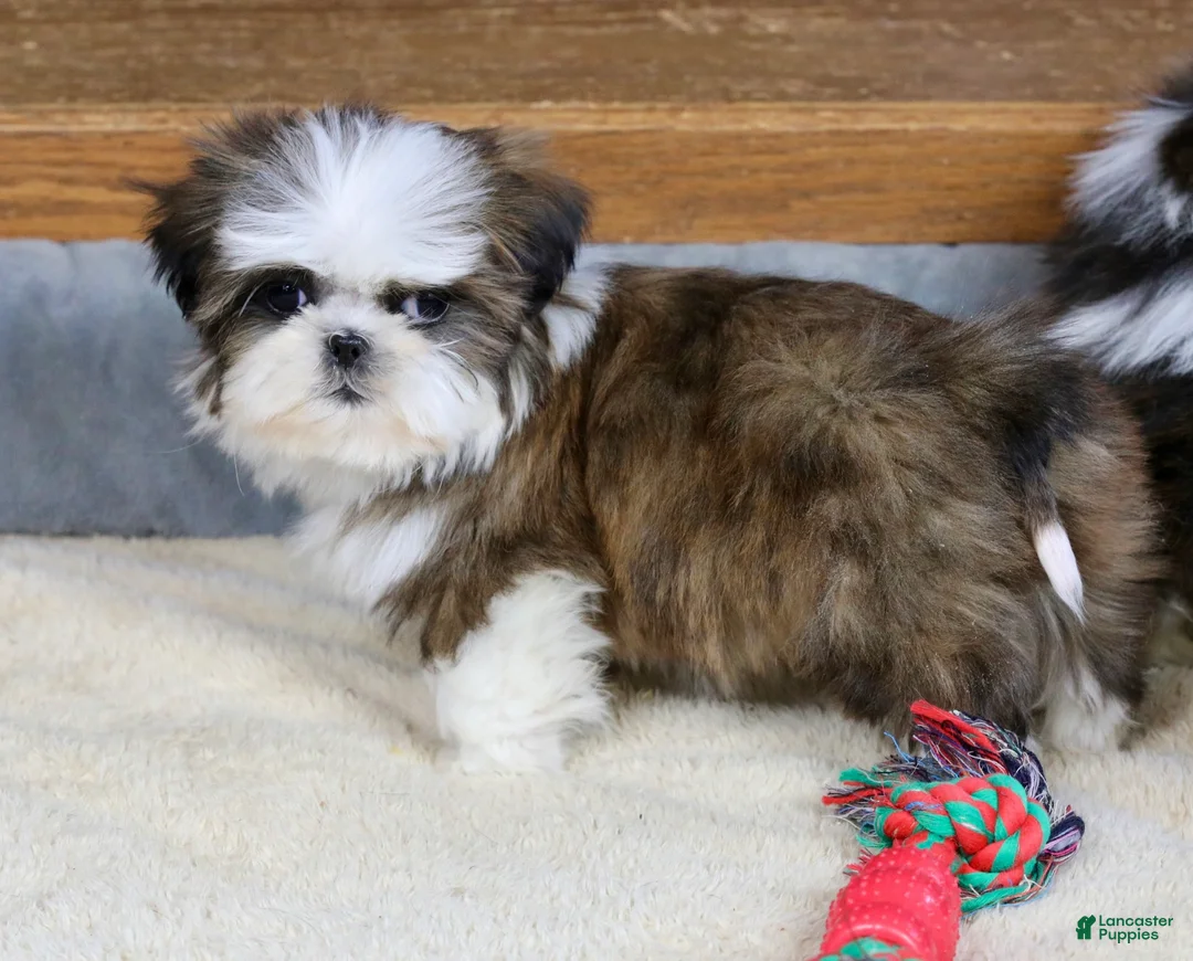 Shih Tzu dogs for sale: Weslee - Ad 7