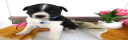 Border Collie dogs for sale: Border Collie Puppy 6 Marcy - Ad 2