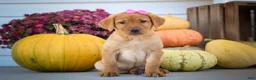 Labrador Retriever dogs for sale: NICKI - Ad 17