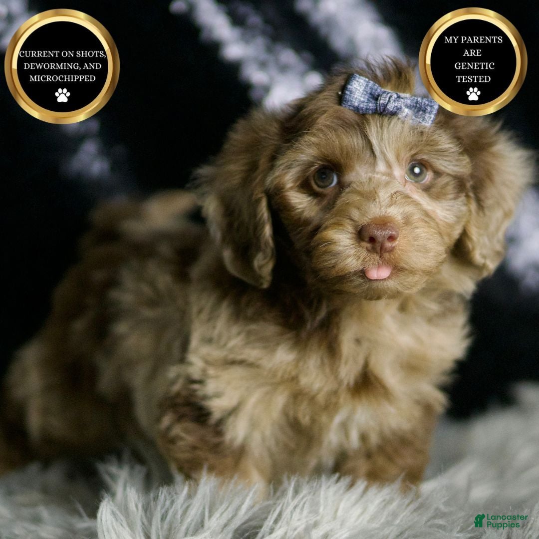 Yorkiepoo dogs for sale: Willy Wonka - Ad 7