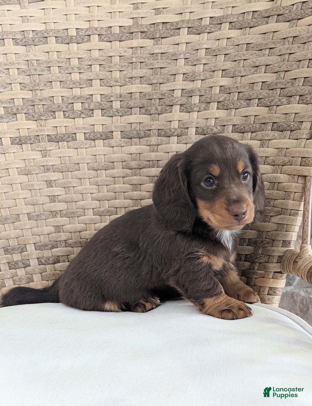 Miniature Dachshund dogs for sale: Coco - Ad 9