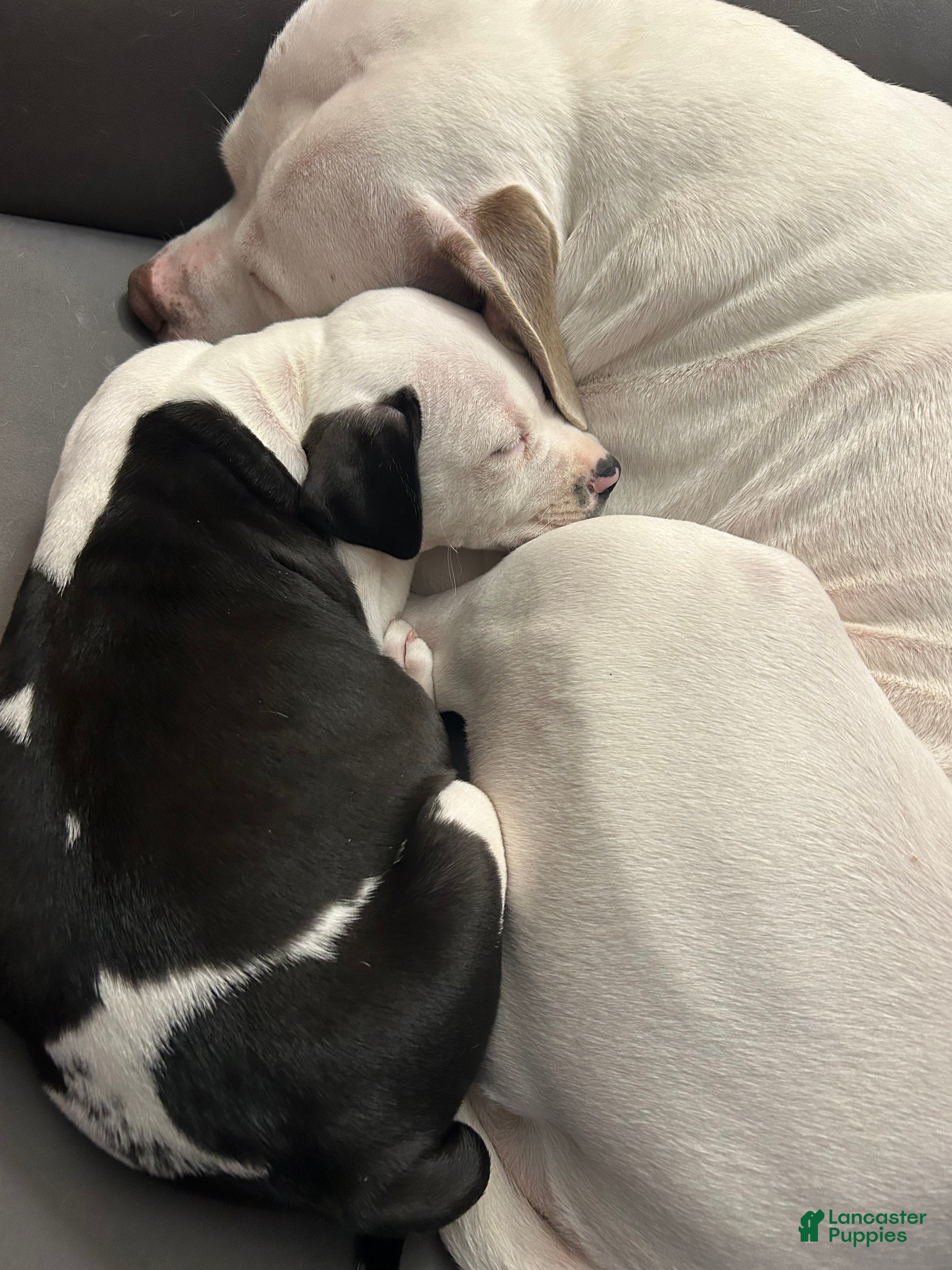 American Pit Bull Terrier dogs American Pit Bull Terrier Puppy 4 - Ad 25