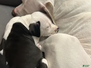 American Pit Bull Terrier dogs American Pit Bull Terrier Puppy 4 - Ad 25