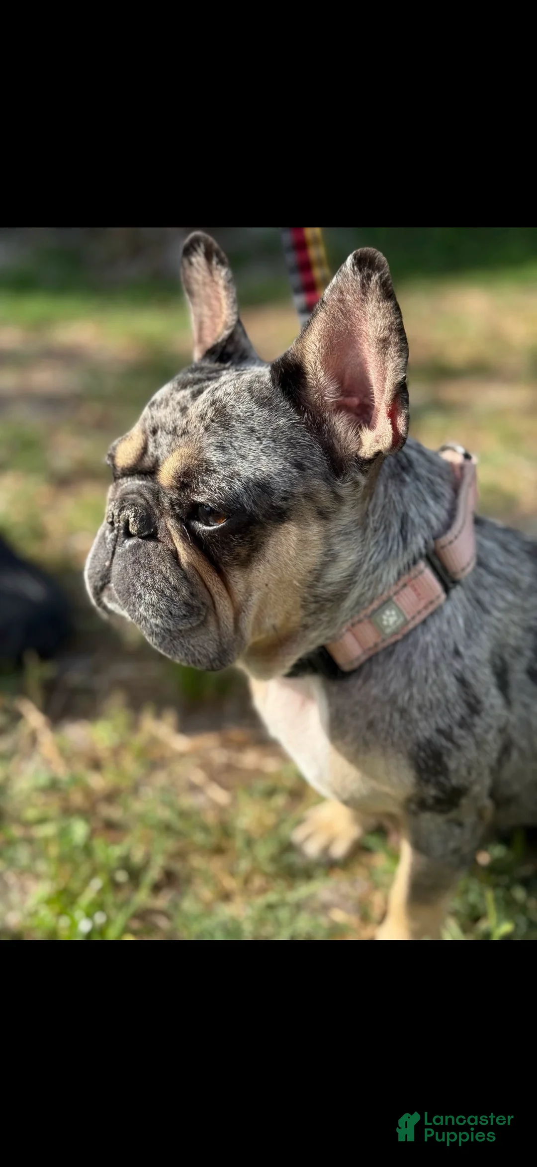 French Bulldog dogs for sale: Princess - Ad 2