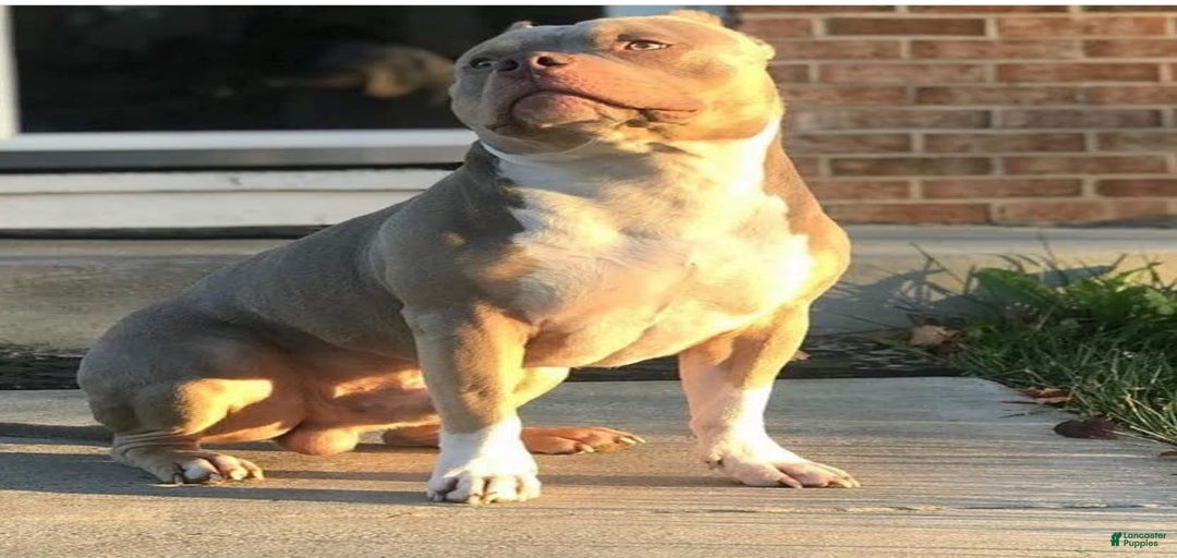 Gallery Image {{count}}