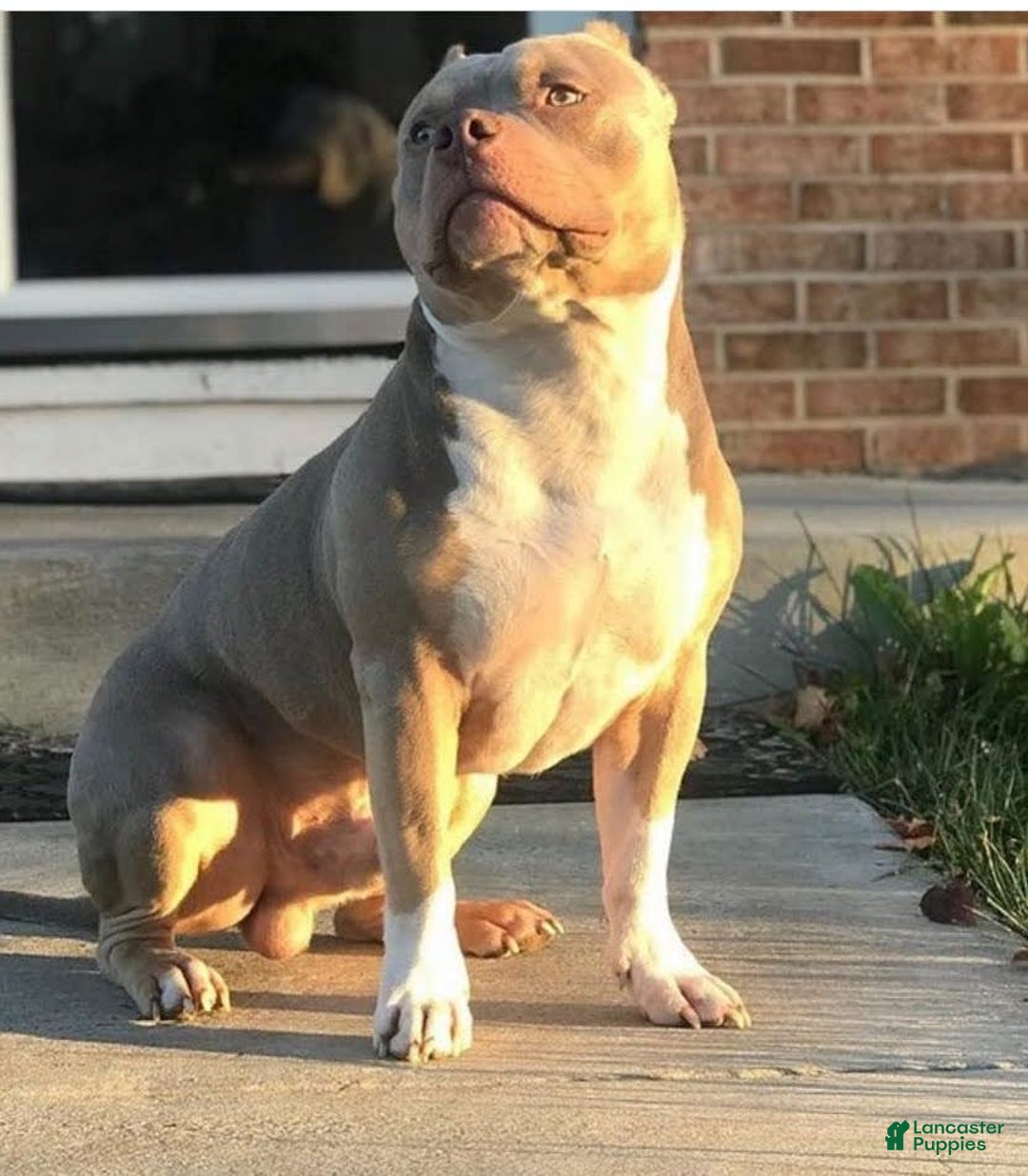 Gallery Image {{count}}