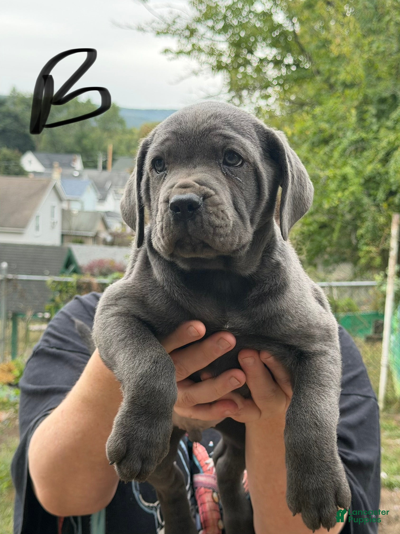 Cane Corso dogs for sale: Boy 3 - Ad 3