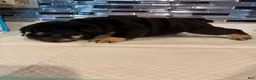 English Bulldog dogs for sale: Black tri  - Ad 3