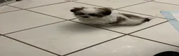 Shih Tzu dogs for sale: Shih Tzu 1 - Ad 5