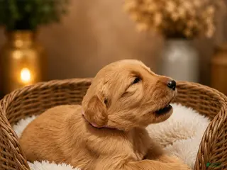 Goldendoodle dogs Light Pink - Ad 13