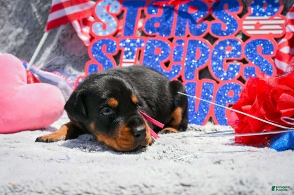 Doberman Pinscher dogs Girl 2 - Ad 2