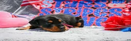 Doberman Pinscher dogs for sale: Girl 2 - Ad 2