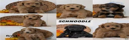 Schnoodle dogs for sale: Roscoe - Ad 12