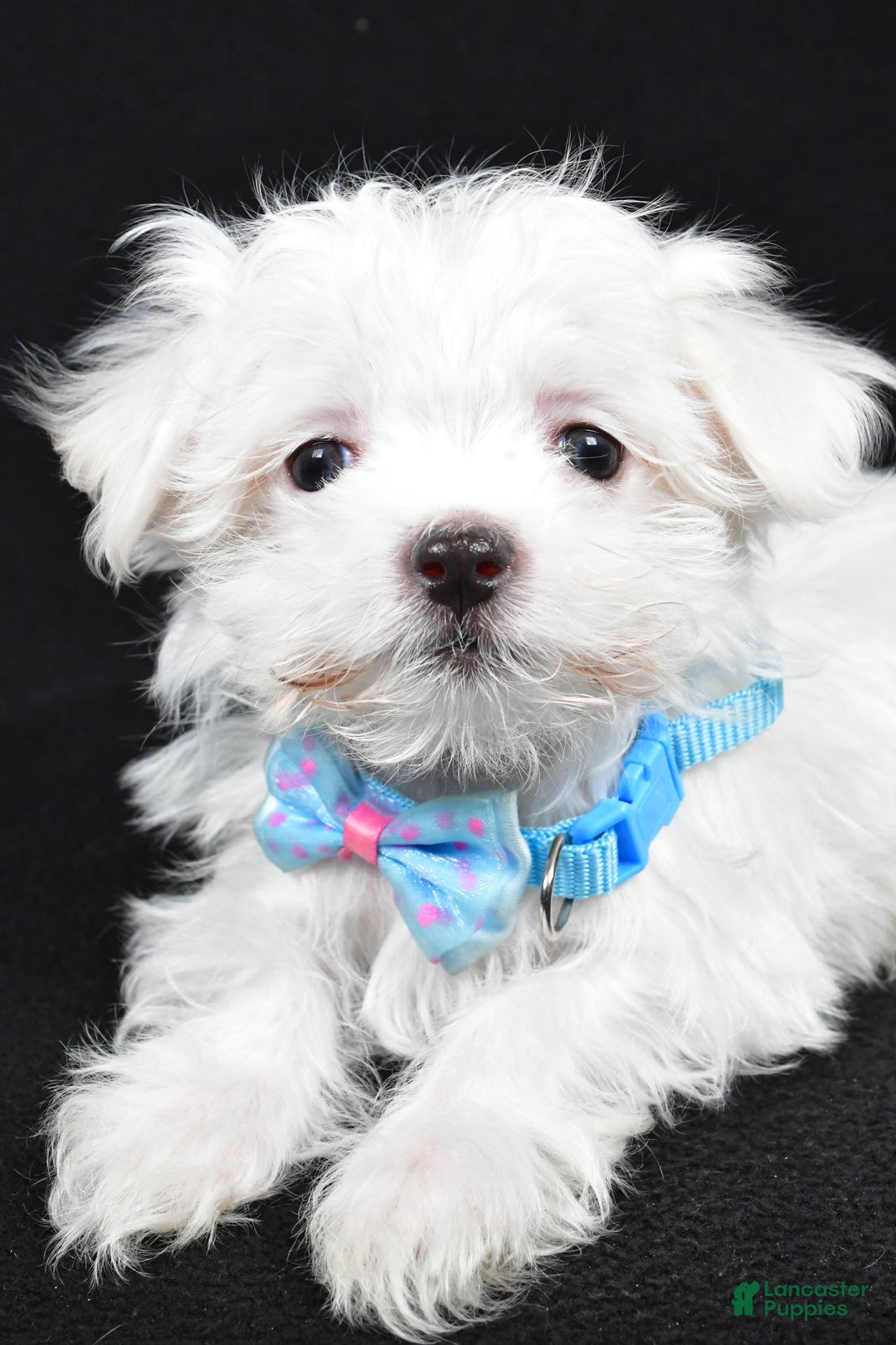 Maltese dogs for sale: Luke - Ad 5