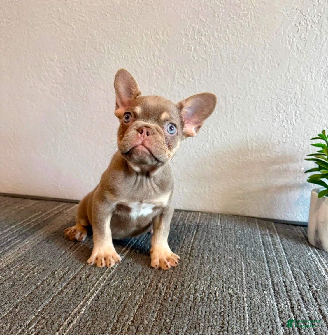 French Bulldog dogs CHUCKY - ISABELLA Fluffy Carrier in CALI, USA DELIVERY OPTIONS! - Ad 18