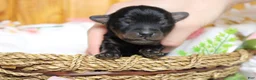 Yorkiepoo dogs for sale: Toughy - Ad 3