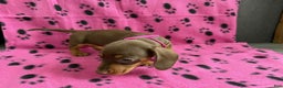 Miniature Dachshund dogs for sale: Miniature Dachshund Puppy 6 - Ad 1