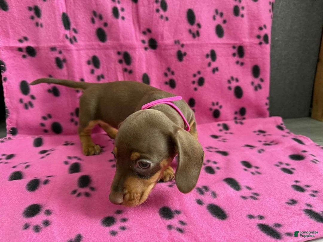 Miniature Dachshund dogs for sale: Miniature Dachshund Puppy 6 - Ad 1