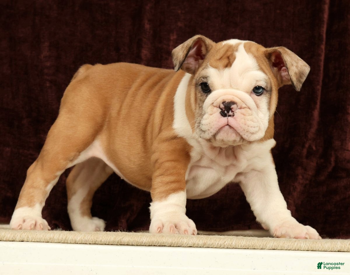 English Bulldog dogs Liberty - Ad 1