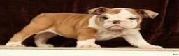 English Bulldog dogs for sale: Liberty - Ad 1
