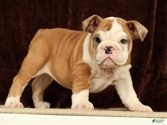 English Bulldog dogs for sale: Liberty - Ad 1