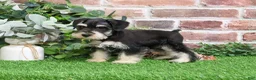 Miniature Schnauzer dogs for sale: Azriel - Ad 8
