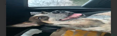 Australian Cattle Dog 2