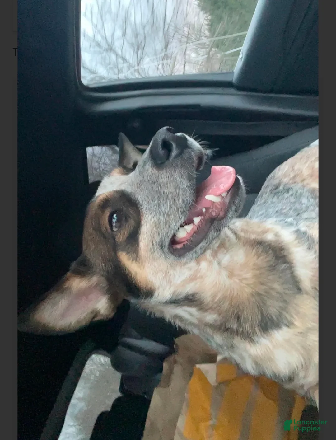 Australian Cattle Dog dogs for sale: Australian Cattle Dog 2 - Ad 1