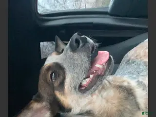 Australian Cattle Dog dogs Australian Cattle Dog 2 - Ad 7