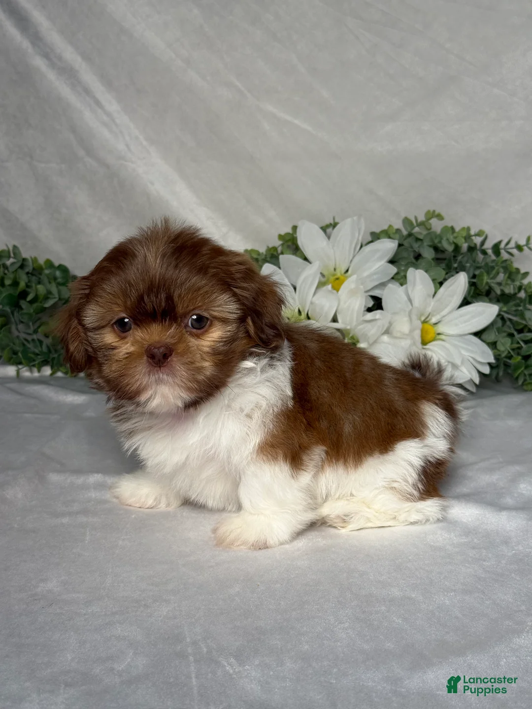 Shih Tzu dogs for sale: Jake - Ad 2