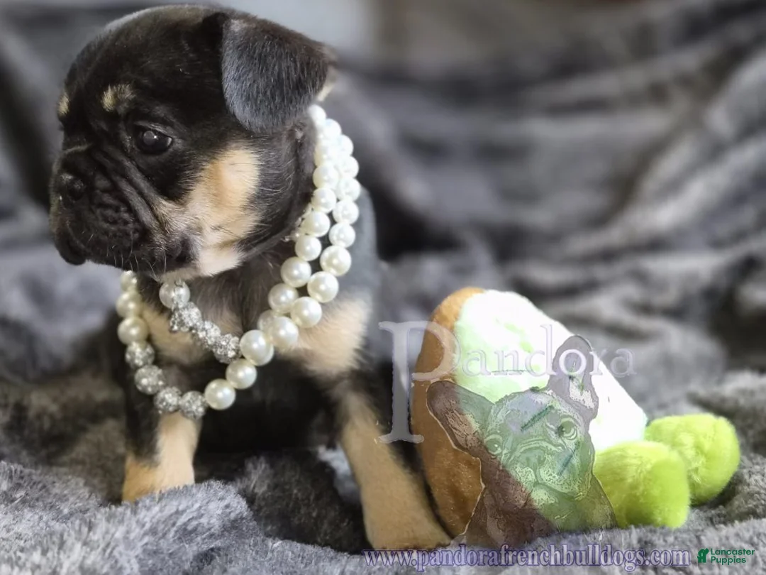 French Bulldog dogs for sale: Ember - Ad 5